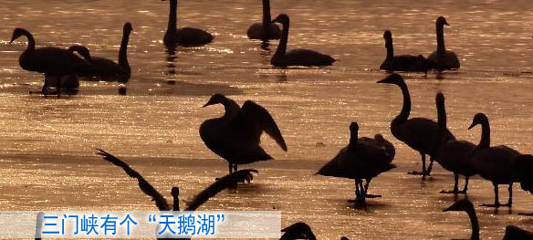 三门峡有个&ldquo;天鹅湖&rdquo;