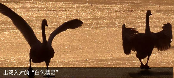 出双入对的&ldquo;白色精灵&rdquo;