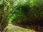 水鄉竹韻，悠然重渡
